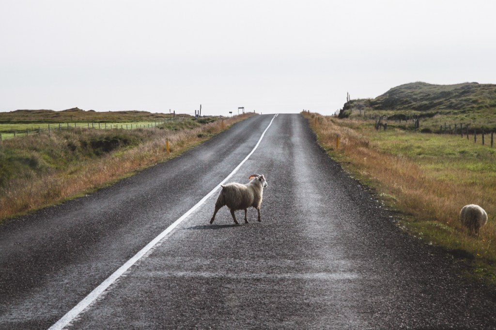 Islandia. Dookoła wyspy&nbsp;owiec.