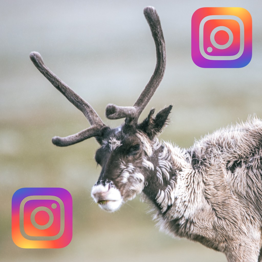 Instagramowe konta o Szwecji. Po&nbsp;polsku.